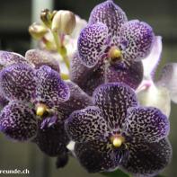 Orchideen Ausstellung in der Orangerie Elfenau 054.jpg